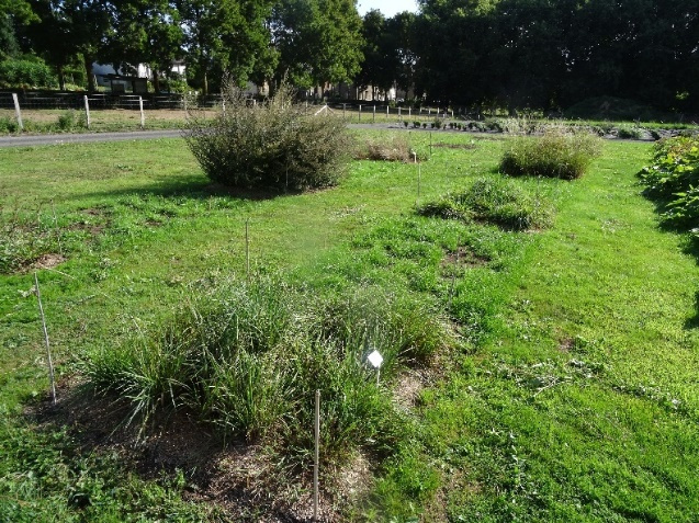 Pollinarium de Flers en cours de création